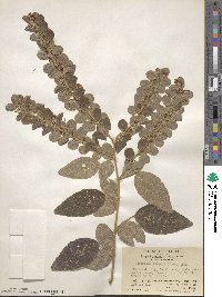 Desmodium elegans image