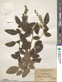 Desmodium elegans image