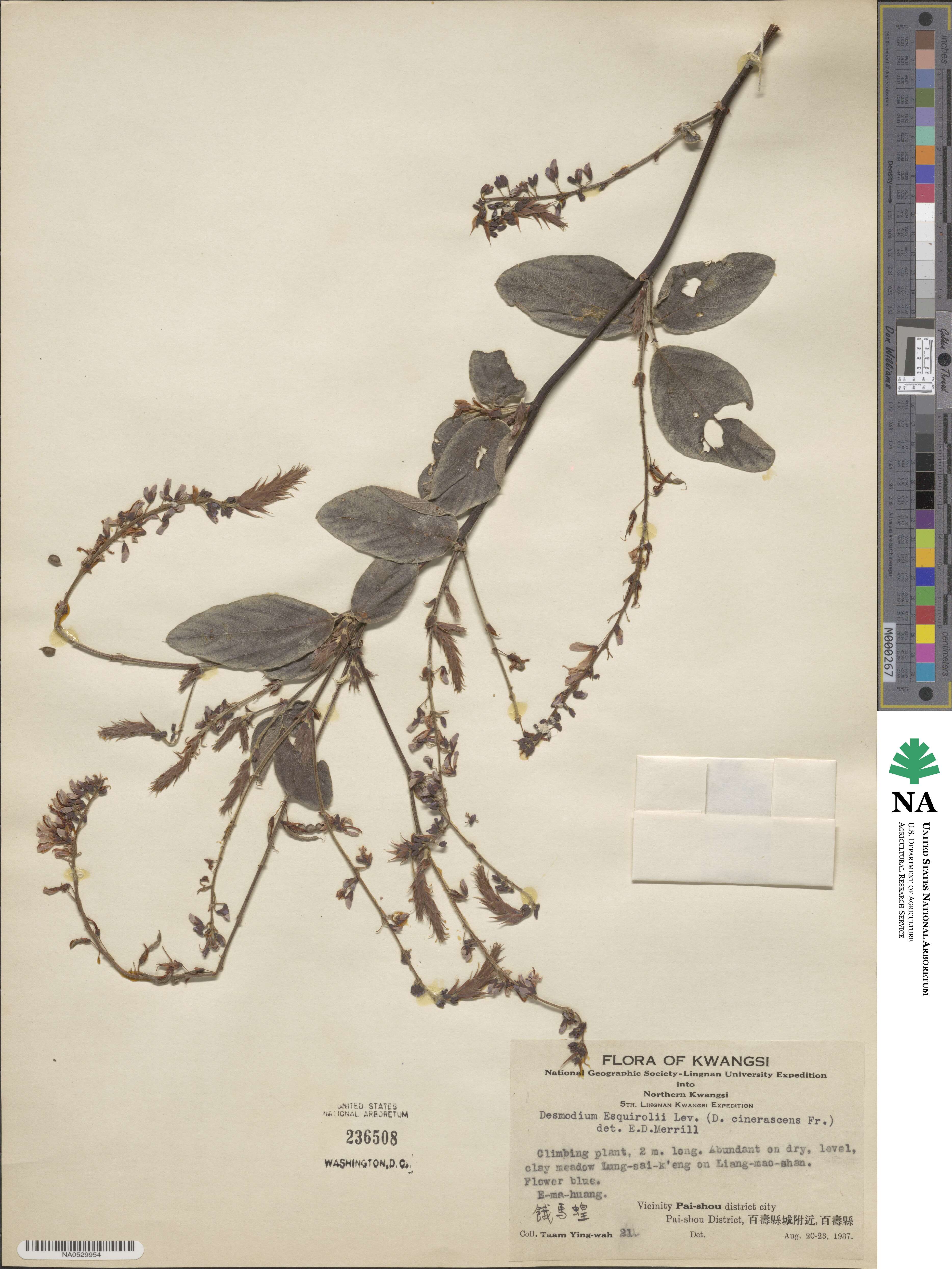 Sunhangia elegans var. elegans image