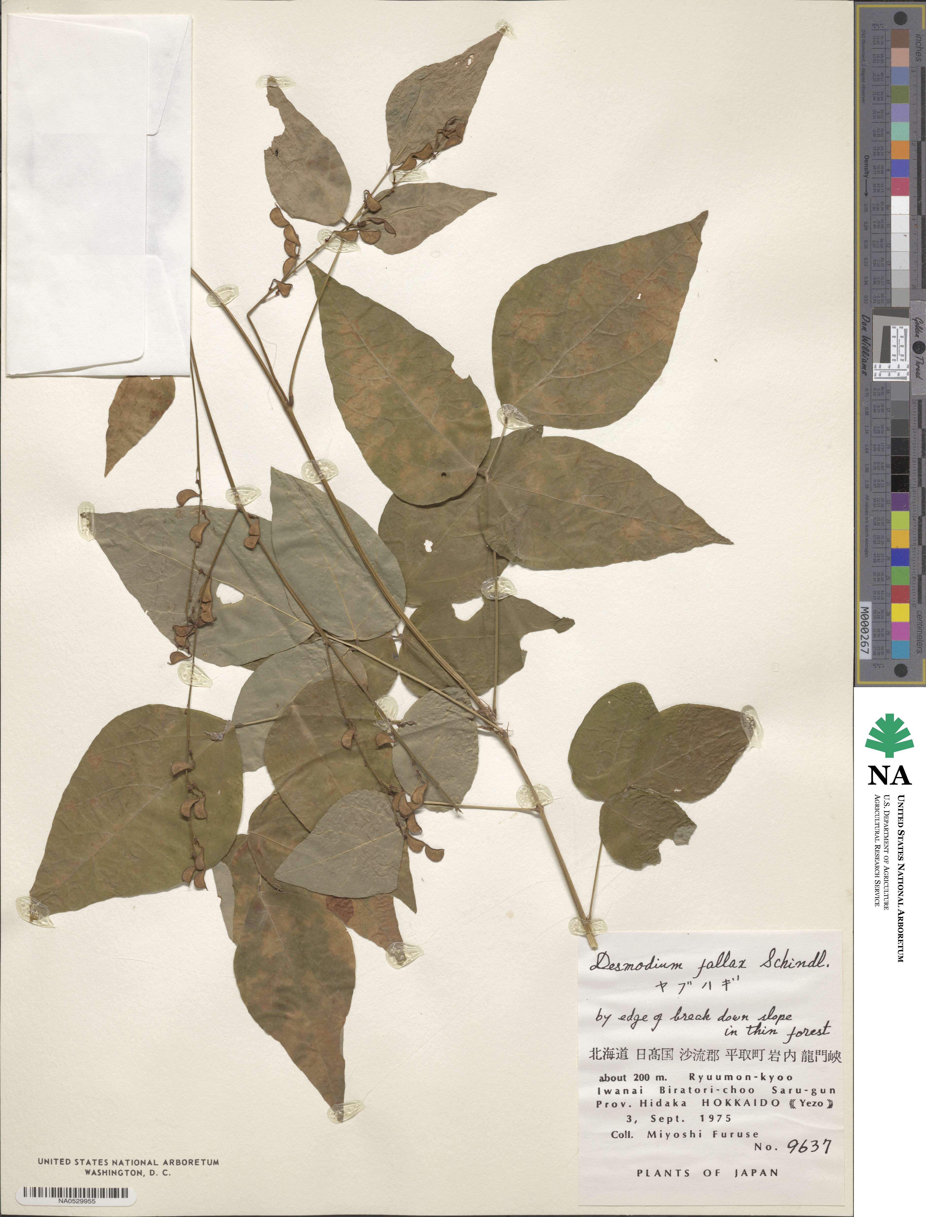 Hylodesmum podocarpum image
