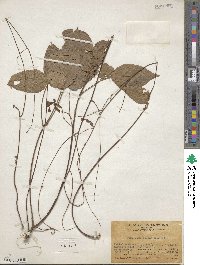 Hylodesmum podocarpum subsp. fallax image