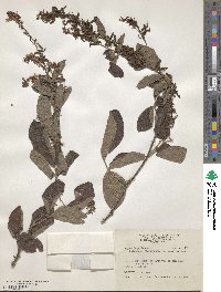 Ototropis multiflora image