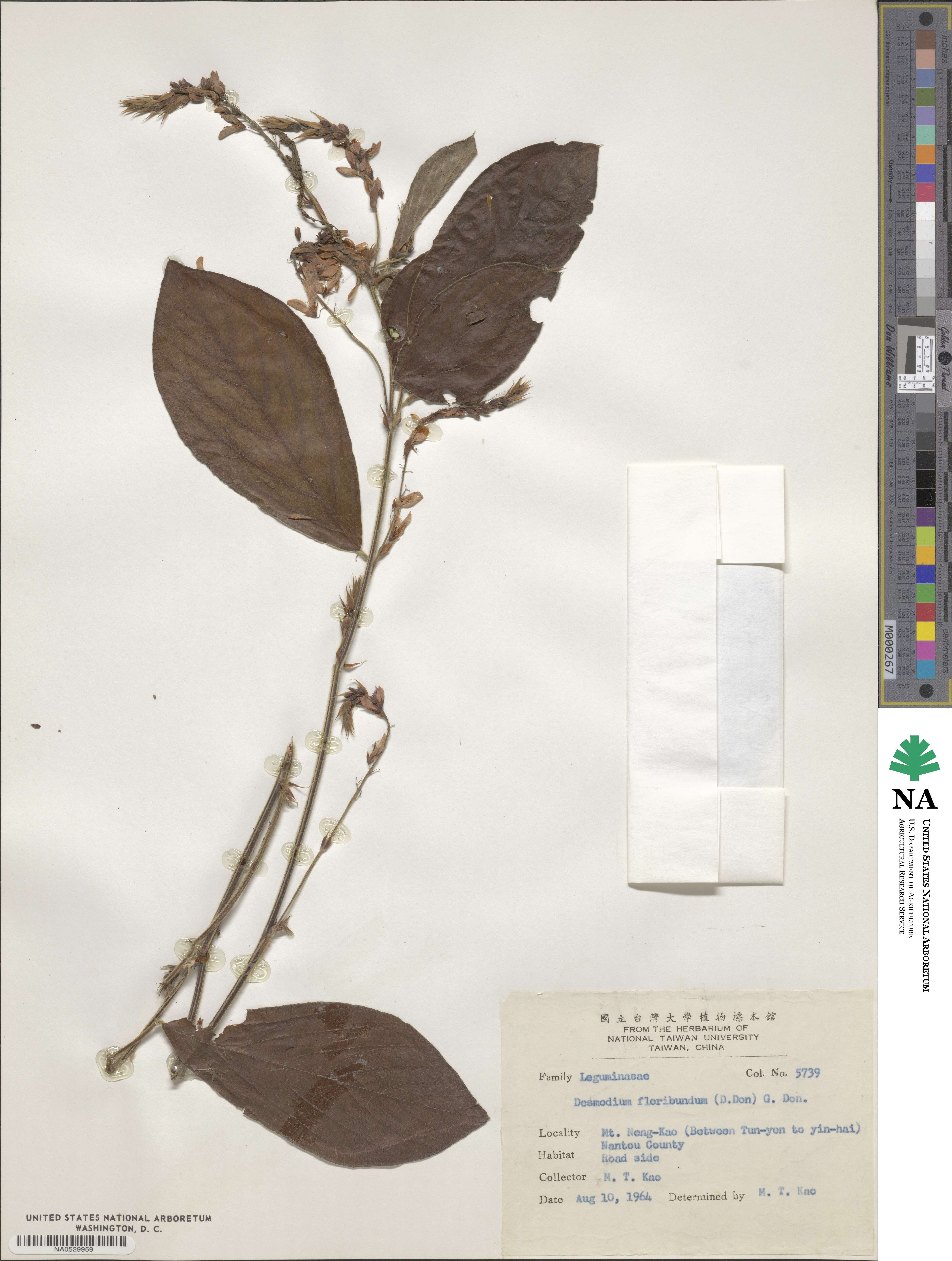 Ototropis multiflora image