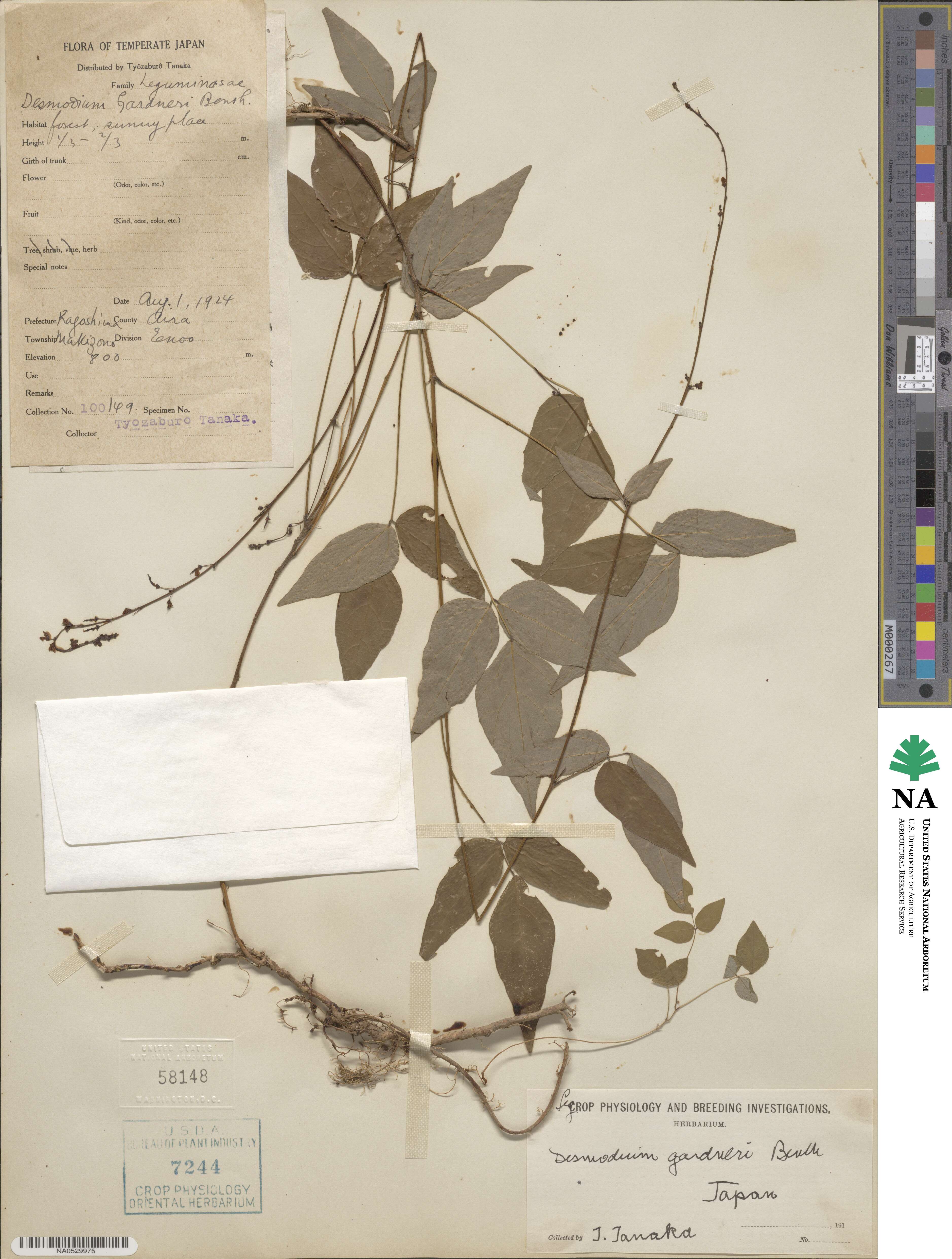 Hylodesmum leptopus image