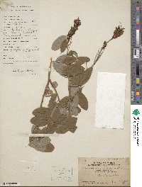 Desmodium gyroides image