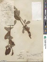 Image of Desmodium heterocarpum