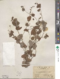 Desmodium heterocarpum image