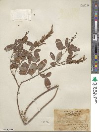 Desmodium heterocarpum image