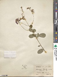 Desmodium heterocarpum image