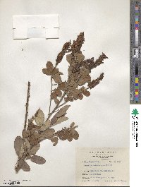 Desmodium heterocarpum image