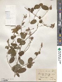 Desmodium heterocarpum image