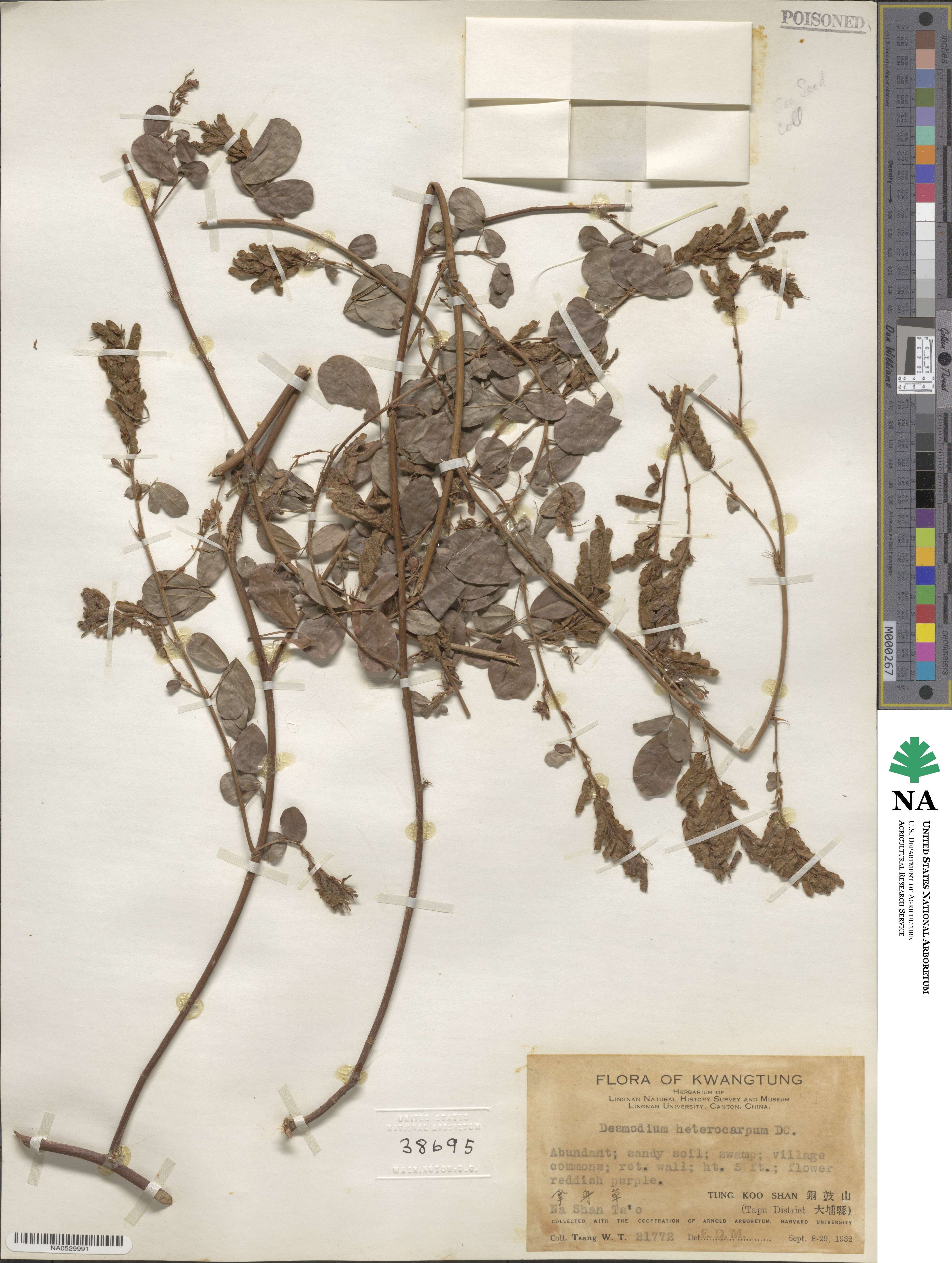 Desmodium heterocarpum image