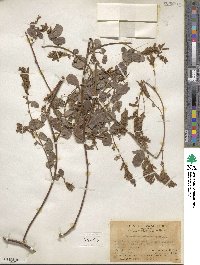 Desmodium heterocarpum image