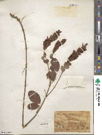 Desmodium heterocarpum image