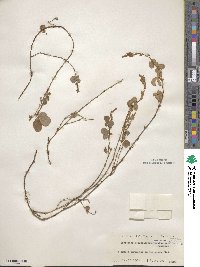 Desmodium heterocarpum image