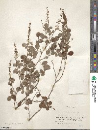 Desmodium heterocarpum image