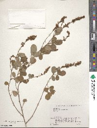 Desmodium heterocarpum image