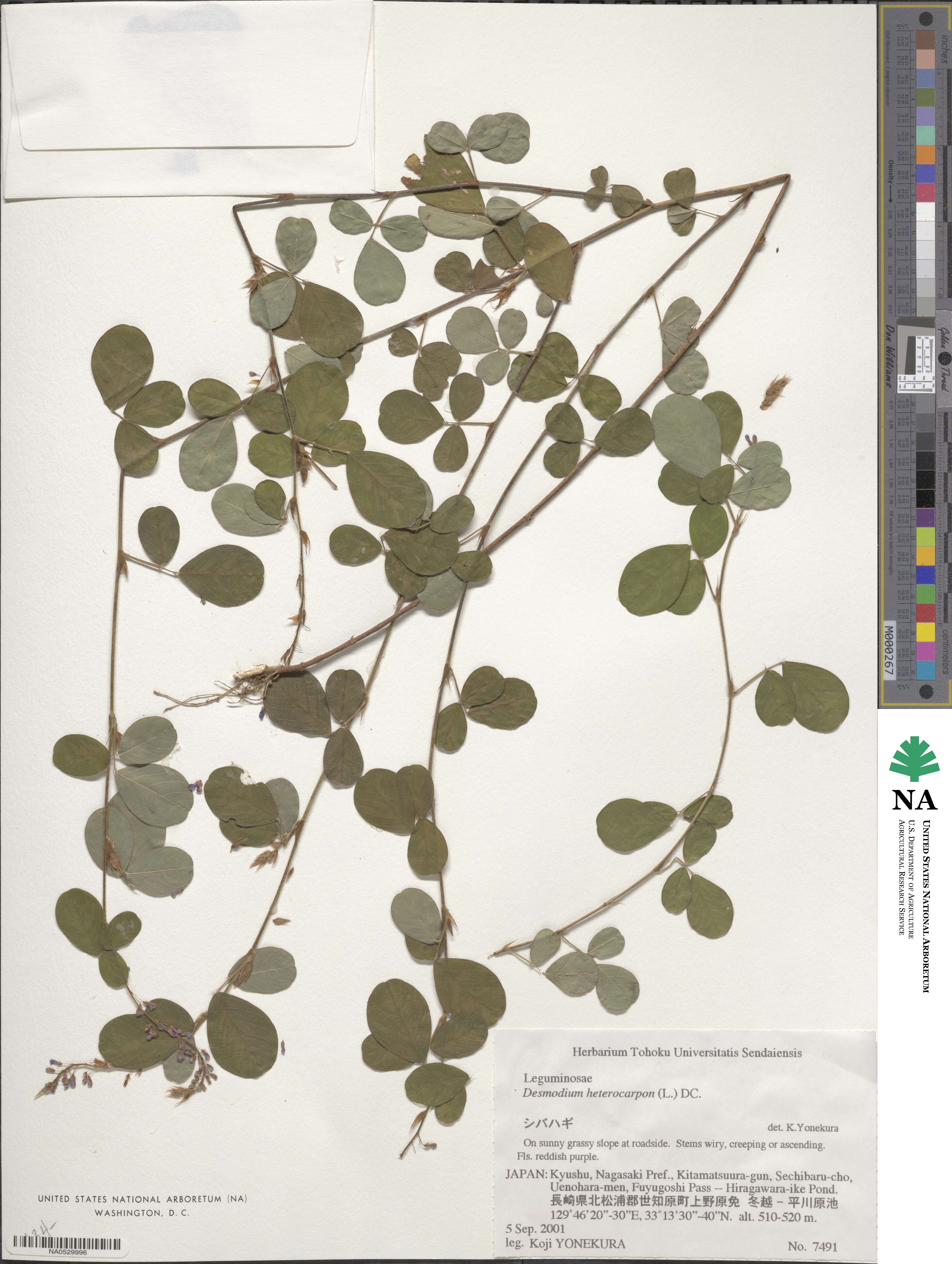 Desmodium heterocarpum image