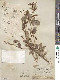 Desmodium heterocarpum image