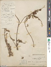 Desmodium heterocarpum image