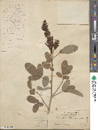 Desmodium heterocarpum image