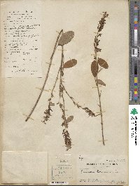 Desmodium heterocarpum image