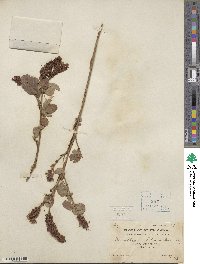 Desmodium heterocarpum image