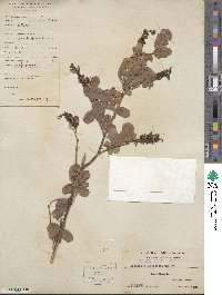 Desmodium heterocarpum image