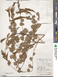 Grona heterocarpos subsp. heterocarpos image