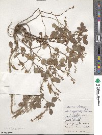 Grona heterocarpos subsp. heterocarpos image