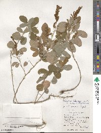 Grona heterocarpos subsp. heterocarpos image