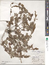 Grona heterocarpos subsp. heterocarpos image