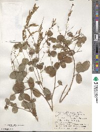 Grona heterocarpos subsp. heterocarpos image