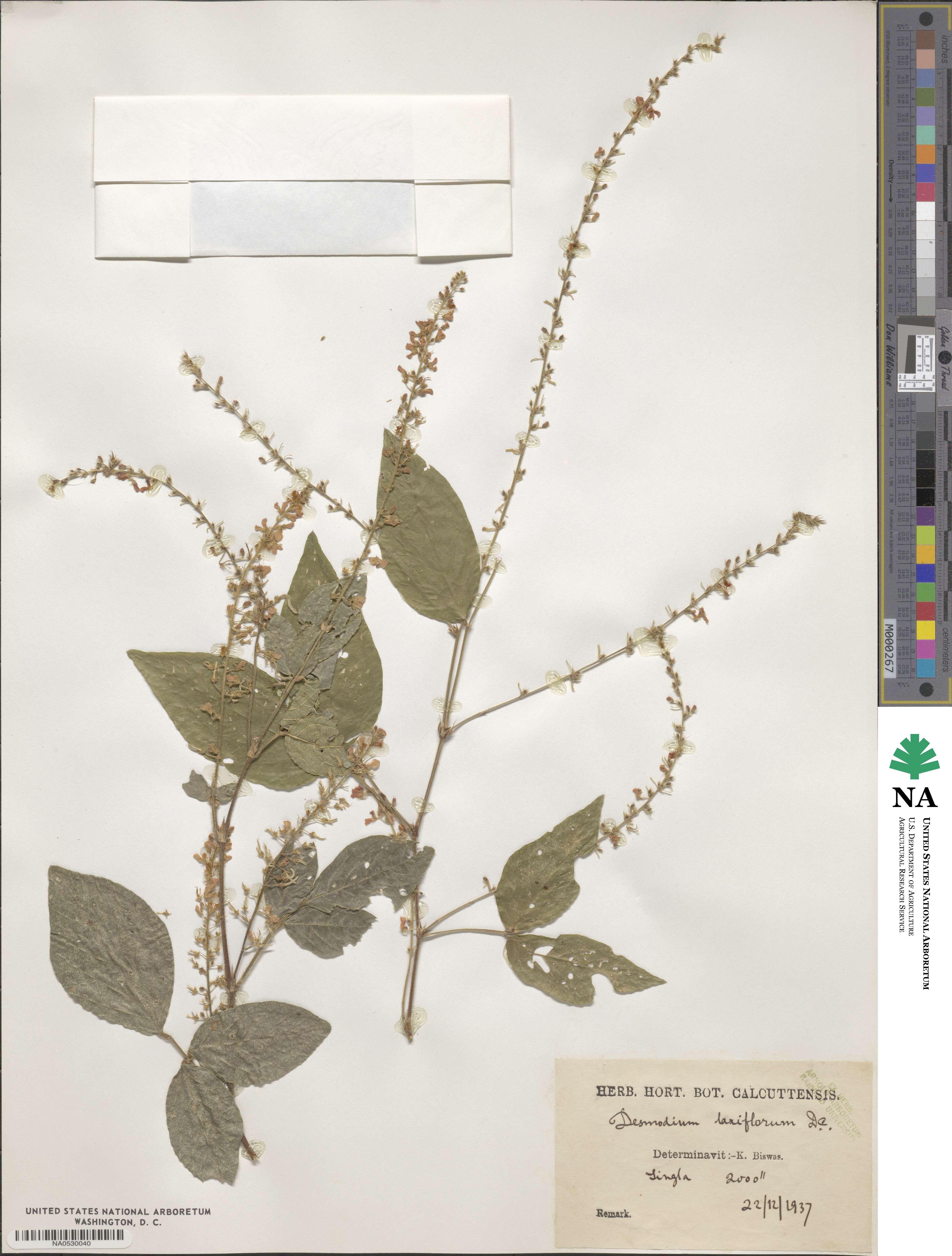 Sohmaea laxiflora image