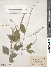 Sohmaea laxiflora image