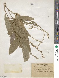 Sohmaea laxiflora image