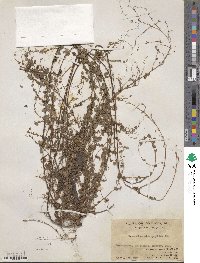 Leptodesmia microphylla image