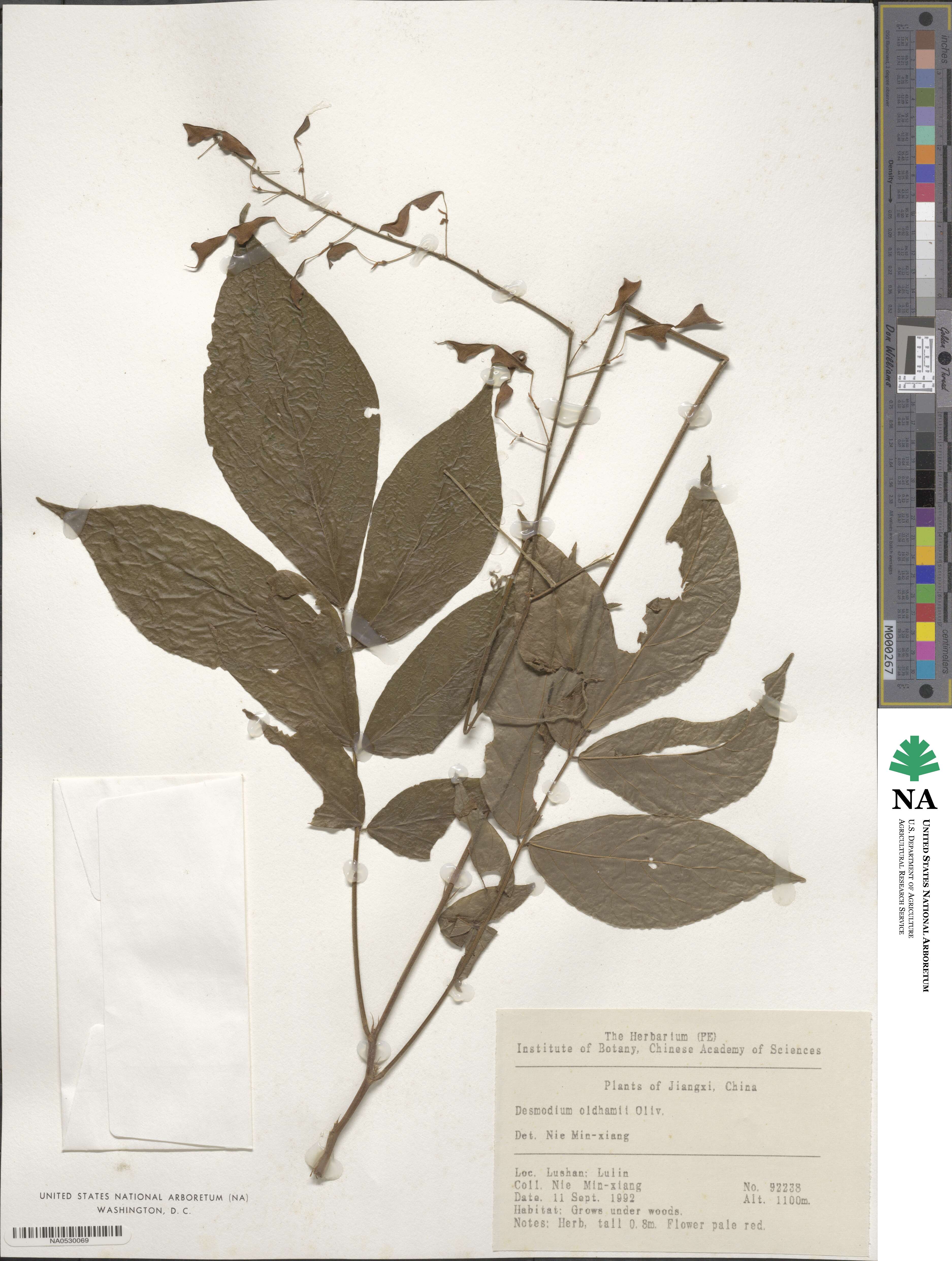 Hylodesmum oldhamii image