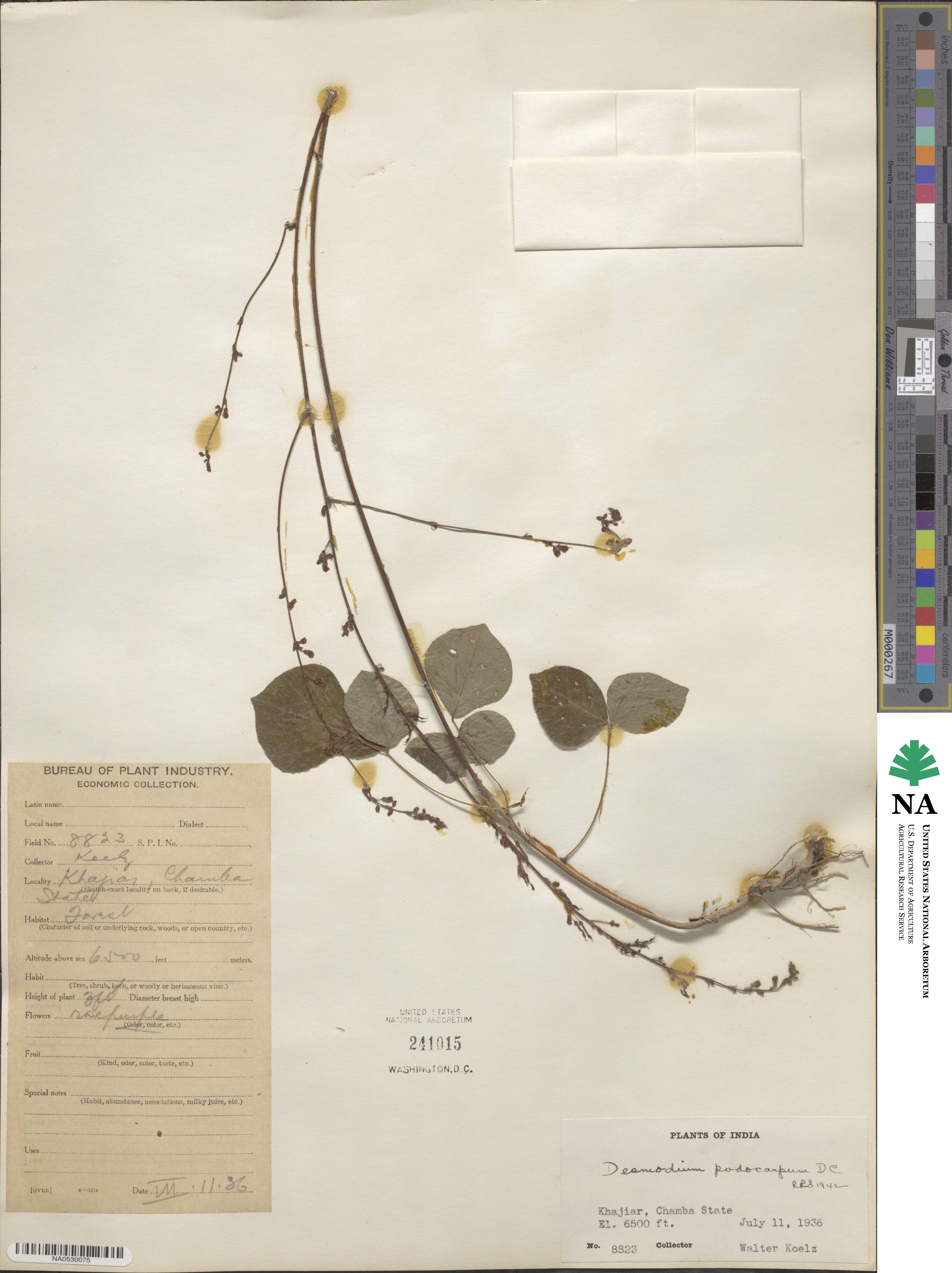 Desmodium podocarpum image