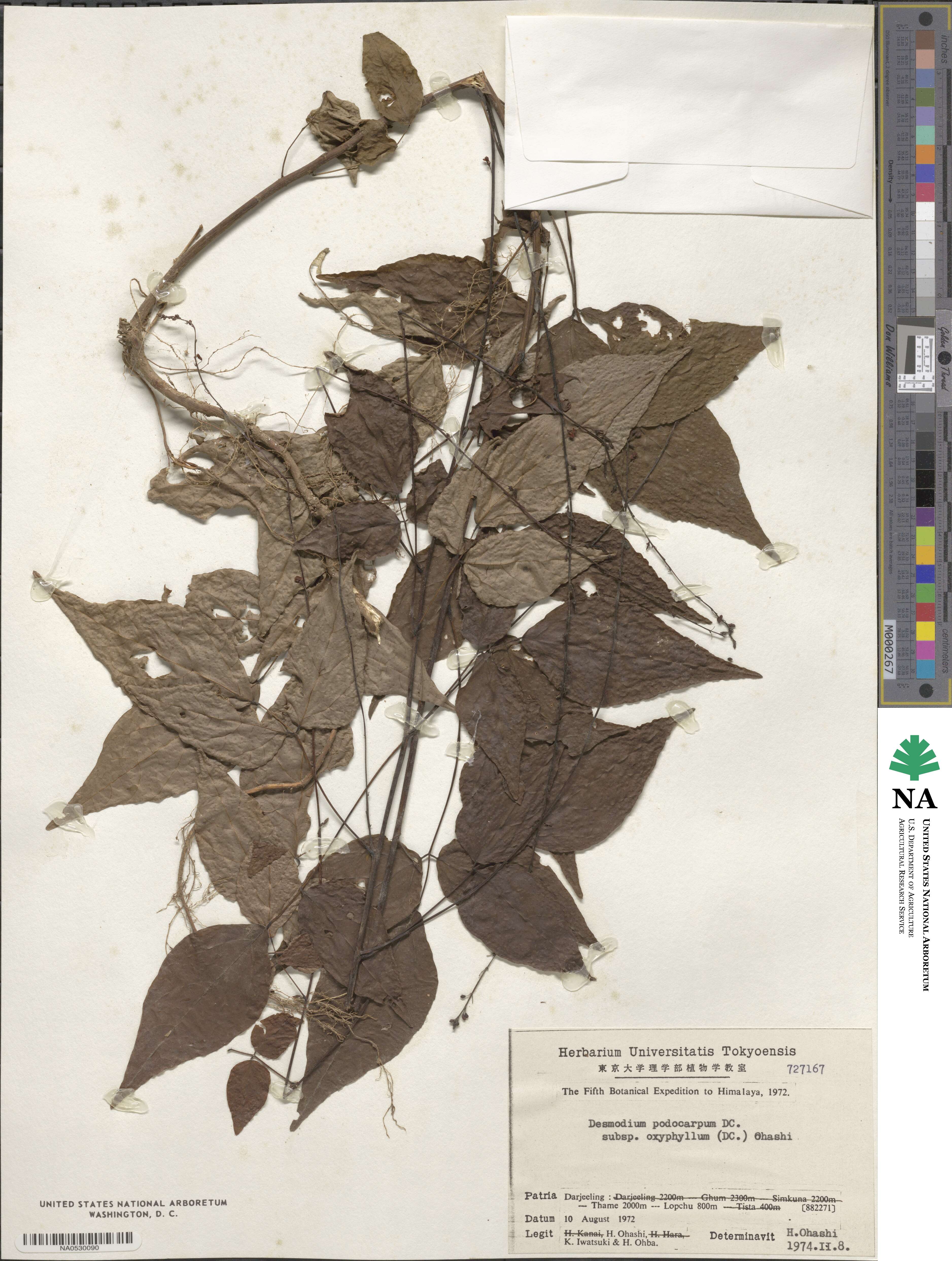 Hylodesmum podocarpum subsp. oxyphyllum image