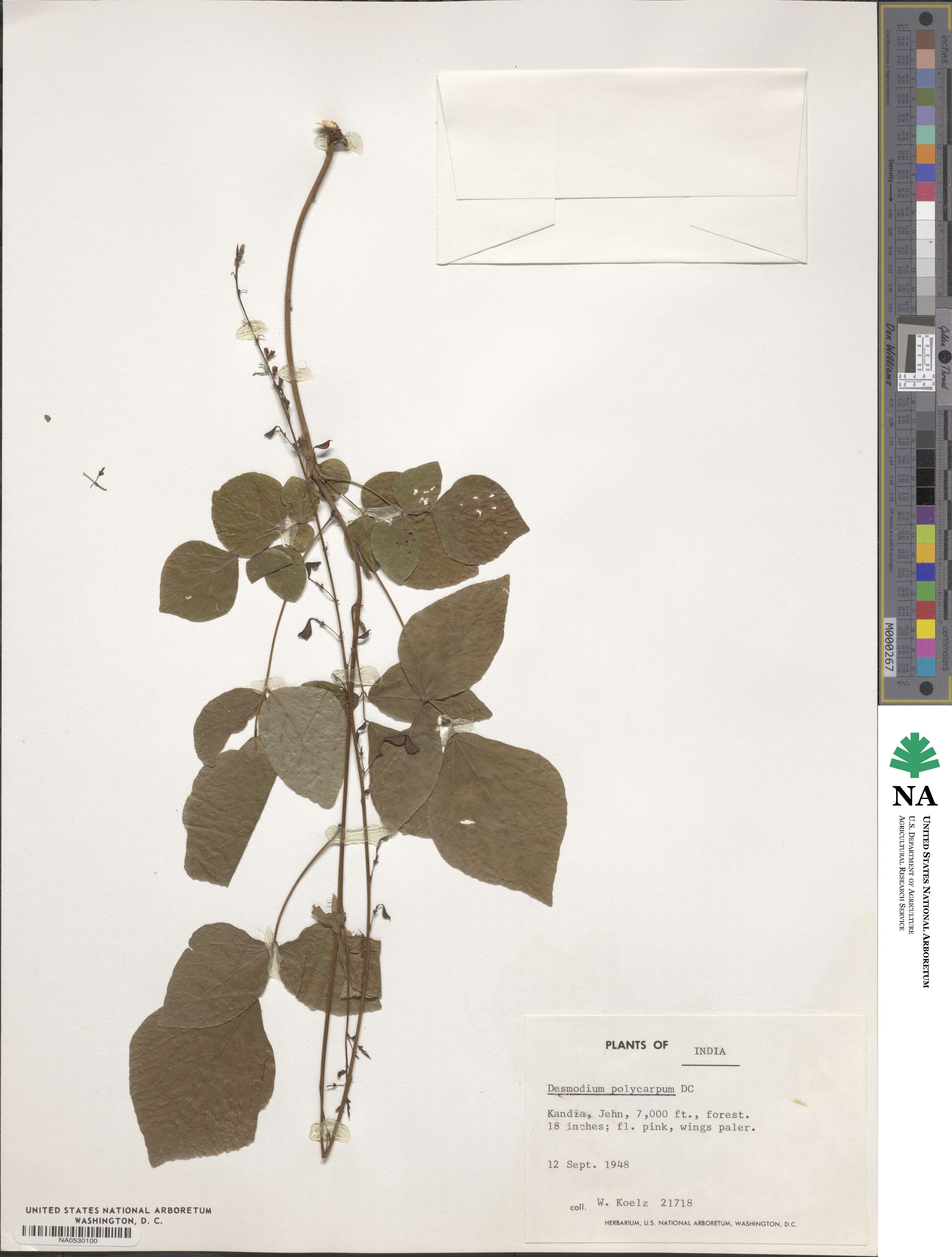 Desmodium polycarpum image