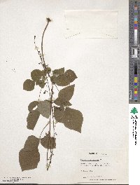 Desmodium polycarpum image