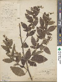 Desmodium pulchellum image