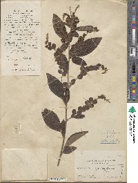 Desmodium pulchellum image