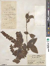 Desmodium pulchellum image