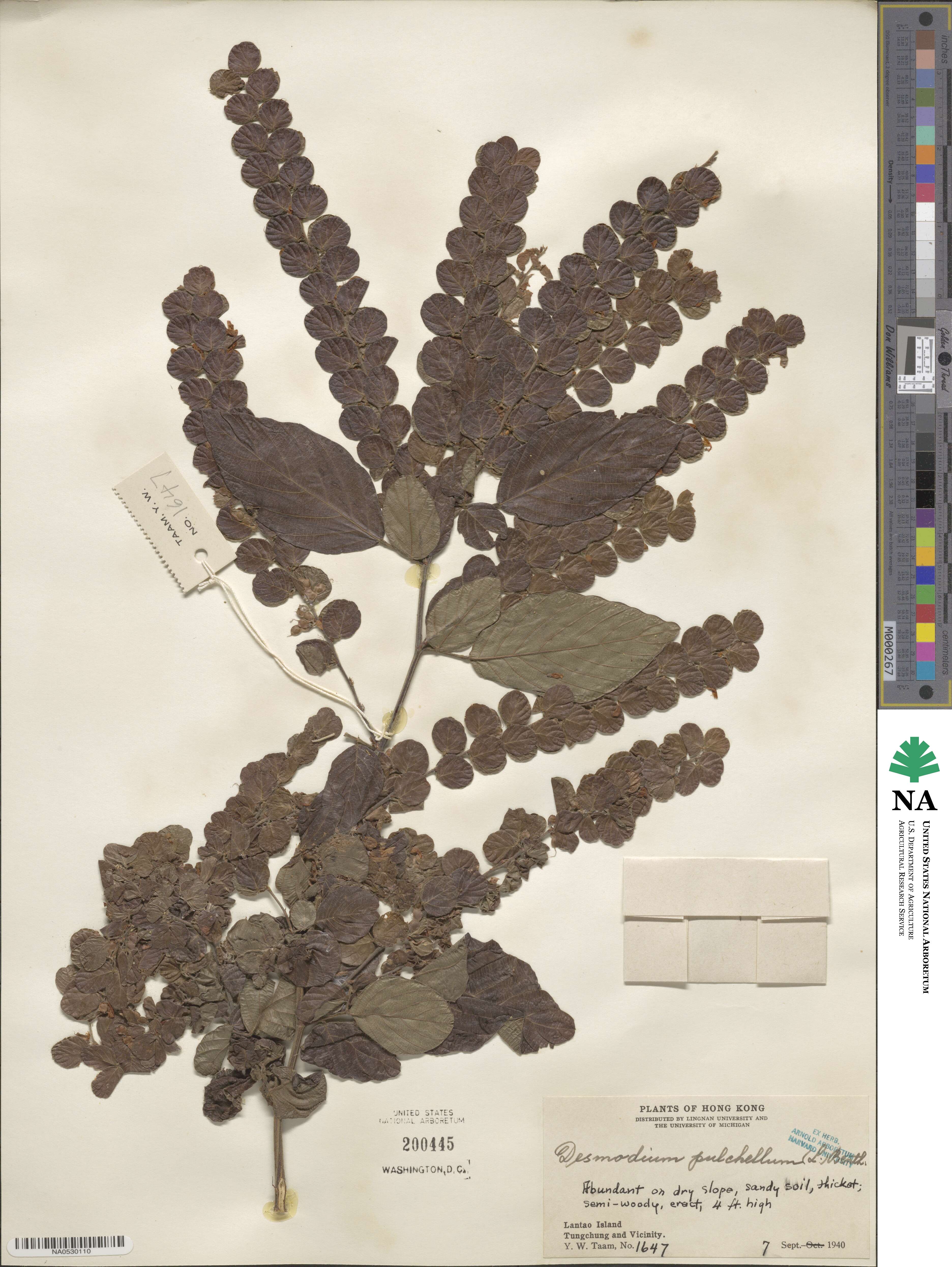 Desmodium pulchellum image