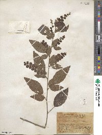 Desmodium pulchellum image