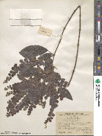 Desmodium pulchellum image