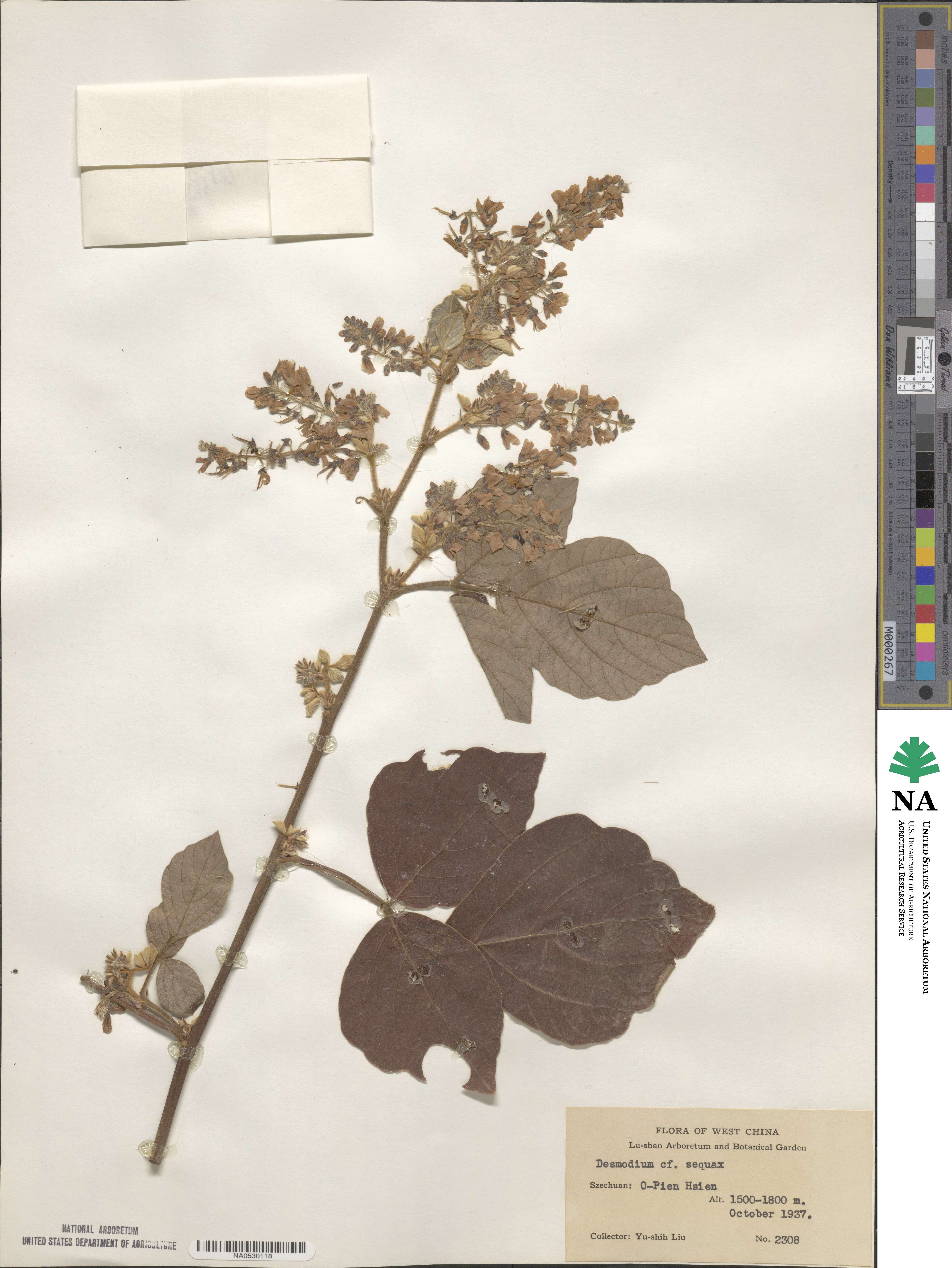 Hylodesmum podocarpum image