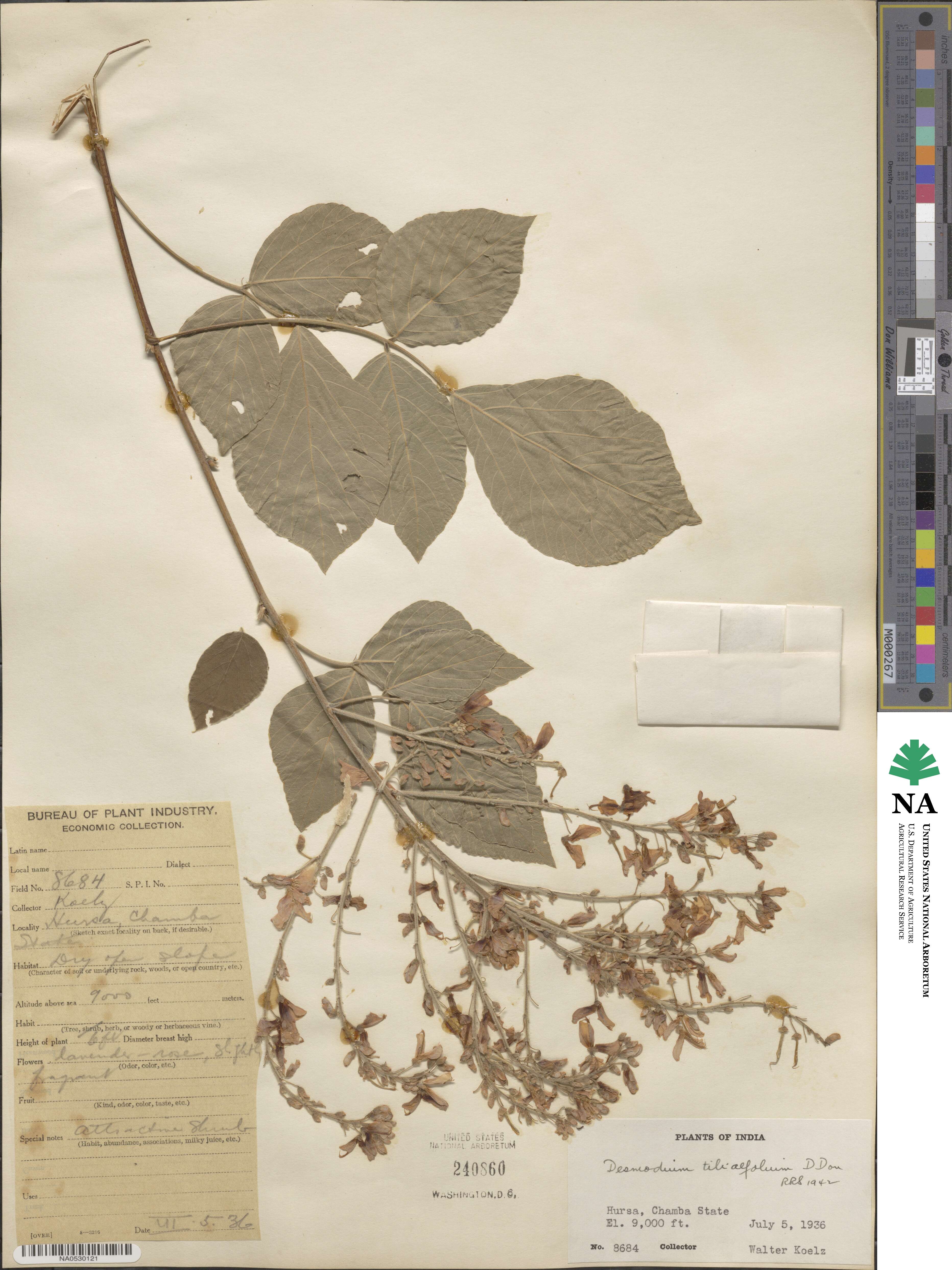 Hylodesmum podocarpum image